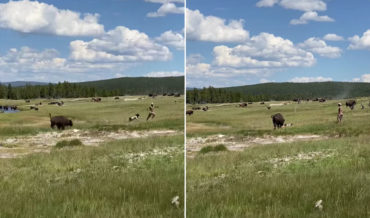 Close Calls: Woman Avoids Bison Attack By Playing Dead