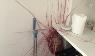 Alien!: Woman Returns To Apartment After Quarantining To Find Sprouted Bag Of Potatoes