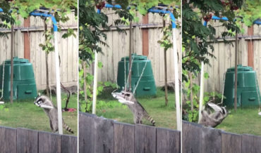 Whee!: Raccoon Playing On Kid’s Swingset