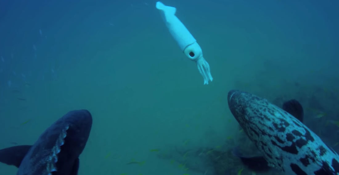 Potato Cod Destroy Robotic Squid Sent To Spy On Dolphins