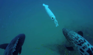 Potato Cod Destroy Robotic Squid Sent To Spy On Dolphins