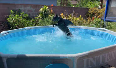 Dog Wearing Shark Fin Goes Buck-Wild In Pool