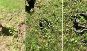 It Happens: Kid Playing Fetch With Dog Accidentally Picks Up And Throws Snake Instead Of Stick