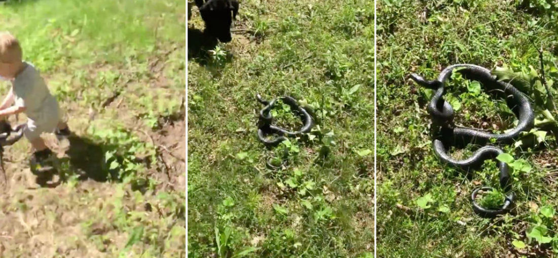 It Happens: Kid Playing Fetch With Dog Accidentally Picks Up And Throws Snake Instead Of Stick