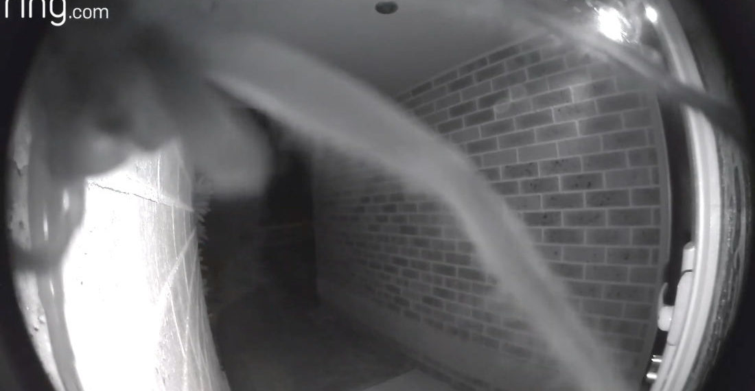 Freaky Deaky: Huntsman Spider Walking On Home’s Doorbell Cam Notifies Homeowner