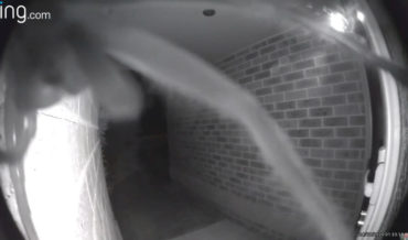 Freaky Deaky: Huntsman Spider Walking On Home’s Doorbell Cam Notifies Homeowner