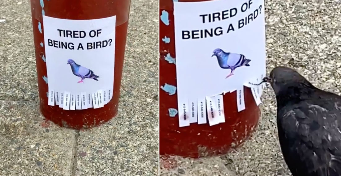 Pigeons Respond To ‘Tired Of Being A Bird?’ Flyer By Taking Phone Number Tear-Offs