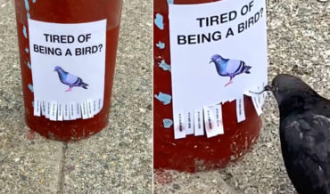 Pigeons Respond To ‘Tired Of Being A Bird?’ Flyer By Taking Phone Number Tear-Offs