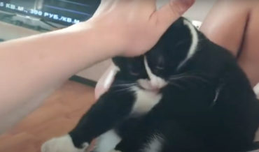 You Left Me Here!: Man Returns To Very Upset Cat After Vacation