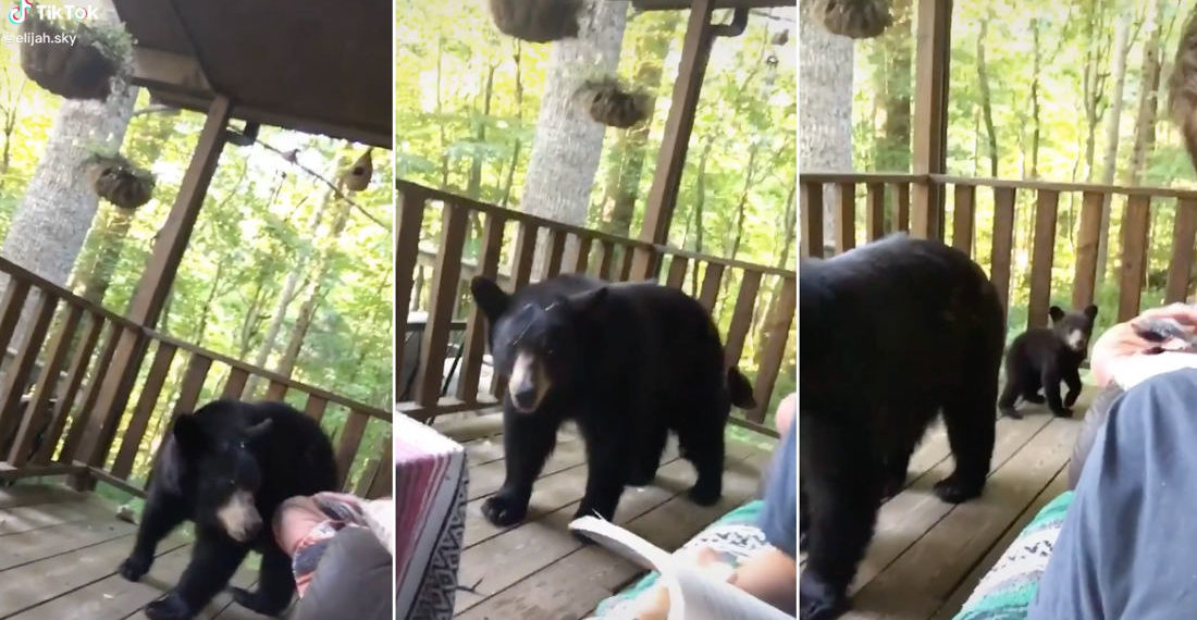 Yikes: Guy Casually Reading On Porch When Mama Bear And Baby Bears Show Up
