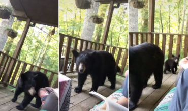 Yikes: Guy Casually Reading On Porch When Mama Bear And Baby Bears Show Up