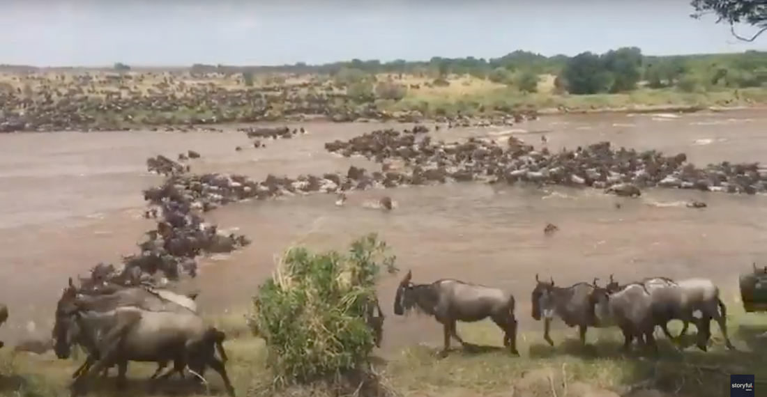 Thousands Of Wildebeest Crossing River In Tanzania During Great Migration