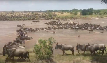 Thousands Of Wildebeest Crossing River In Tanzania During Great Migration