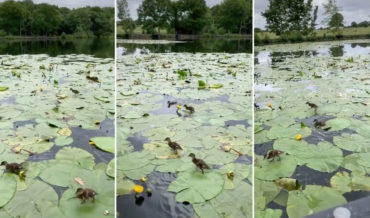 Awww: Baby Ducks Running Across Lily Pads