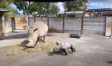 Awww: Newborn Baby Rhino With The Zoomies