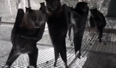 Oh, Internet: ‘Vampire Disco’, Bats Dancing To New Wave