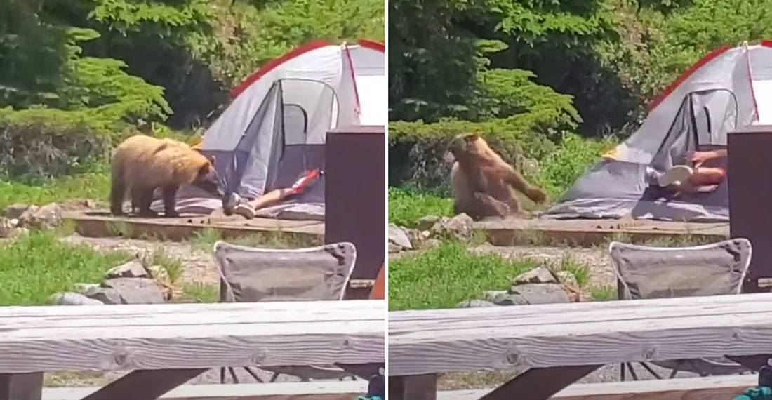 Hey Boo Boo!: Bear Startles Unaware Man When It Takes A Bite Of His Shoe