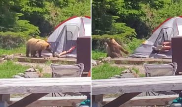 Hey Boo Boo!: Bear Startles Unaware Man When It Takes A Bite Of His Shoe