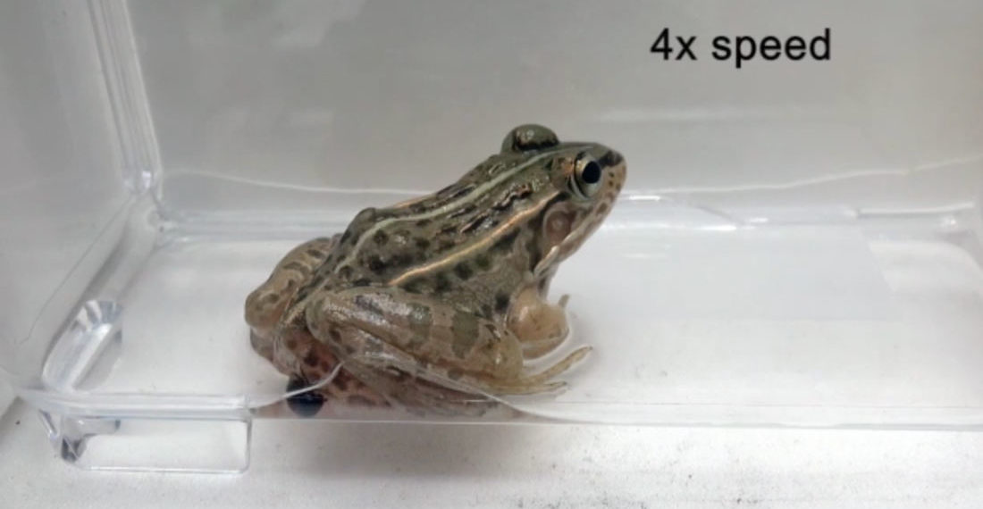 Beetle Species That Crawls Through Frog’s Guts After Being Eaten To Escape Out Butt