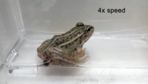 Beetle Species That Crawls Through Frog's Guts After Being Eaten To Escape Out Butt