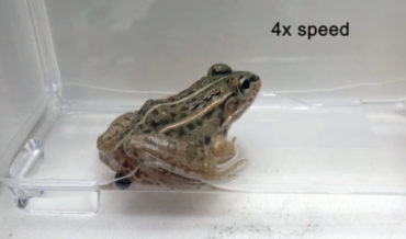 Beetle Species That Crawls Through Frog’s Guts After Being Eaten To Escape Out Butt