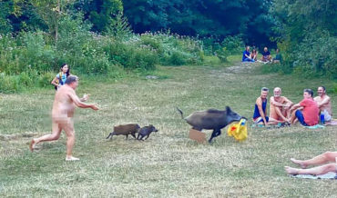 Naked Man Chases Wild Boar Who Stole His Laptop At German Lake