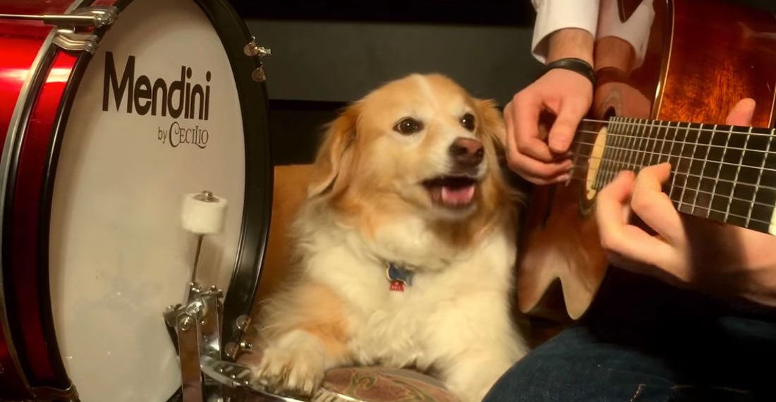 Dog Appears To Play Bass Drum For Cover Of Star Wars Cantina Band Song