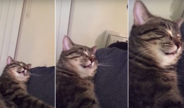 Awwww: Guy Captures Video Of Cat Snoring Loudly On His Shoulder
