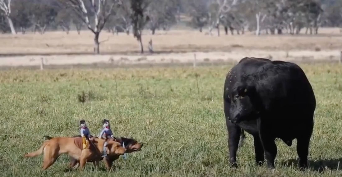Cattle Dogs Wearing Miniature Cowboy Costumes Out In The Field