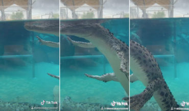 Crocodile Casually Floats By Lazy River Style