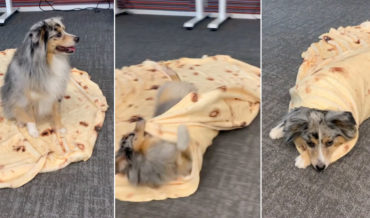 Clever Girl: Dog Rolls Herself Up In Tortilla Blanket On ‘Burrito’ Command