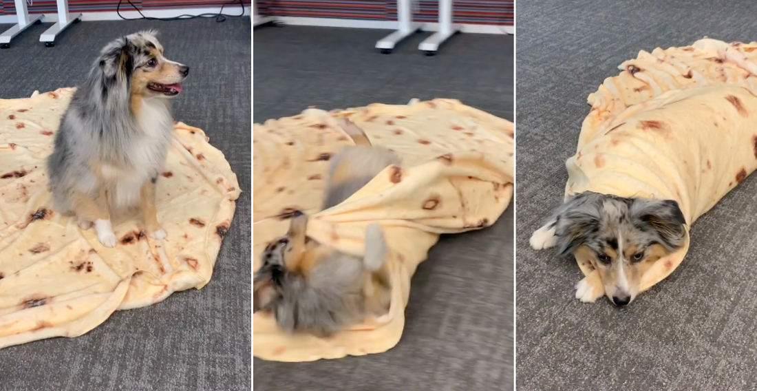 Clever Girl: Dog Rolls Herself Up In Tortilla Blanket On ‘Burrito’ Command