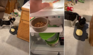 How To: Convince Your Spoiled Dog To Eat Their Food