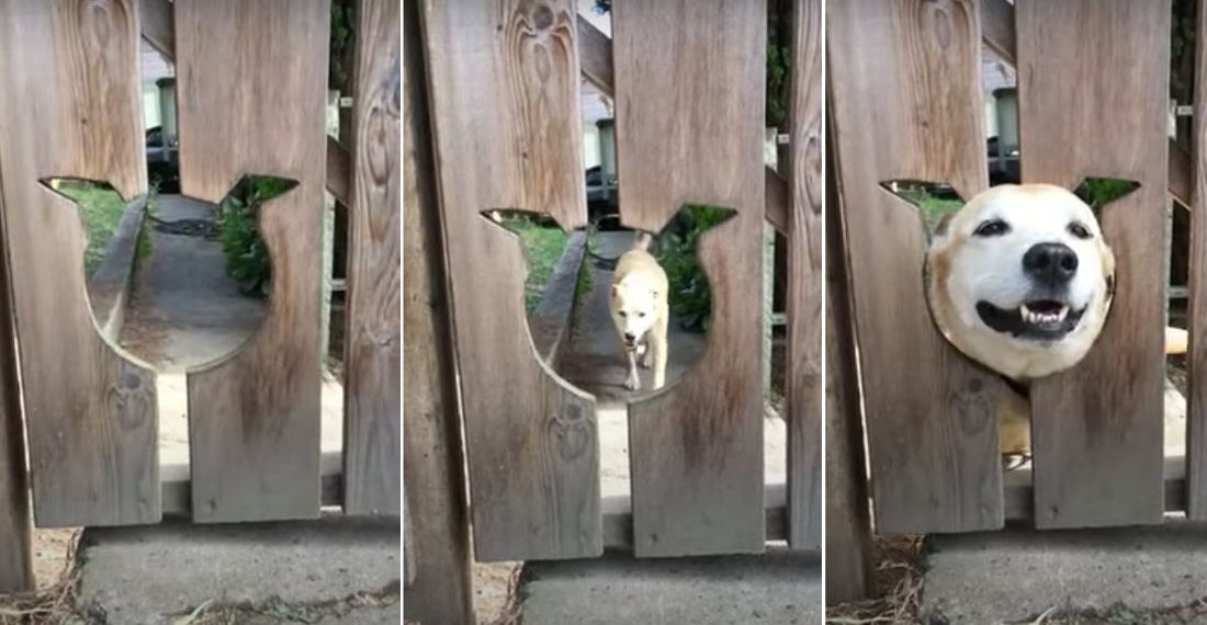 Awww: Dog Comes When Called To Stick Head Out Of Head-Shaped Hole In Fence