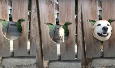 Awww: Dog Comes When Called To Stick Head Out Of Head-Shaped Hole In Fence