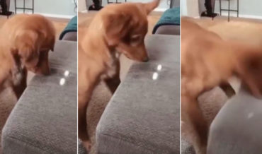 Dog Repeatedly Trying To Attack Beam Of Light On Sofa With Nose