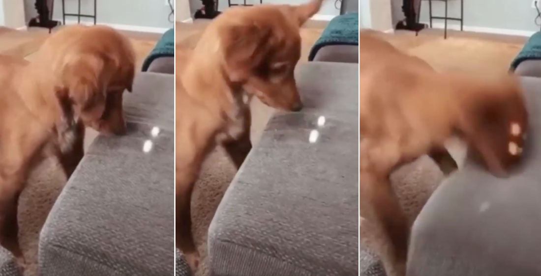 Dog Repeatedly Trying To Attack Beam Of Light On Sofa With Nose