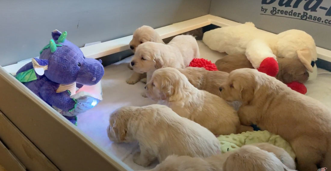 Robotic Dragon Plushie Reading Story To Mesmerized Puppies