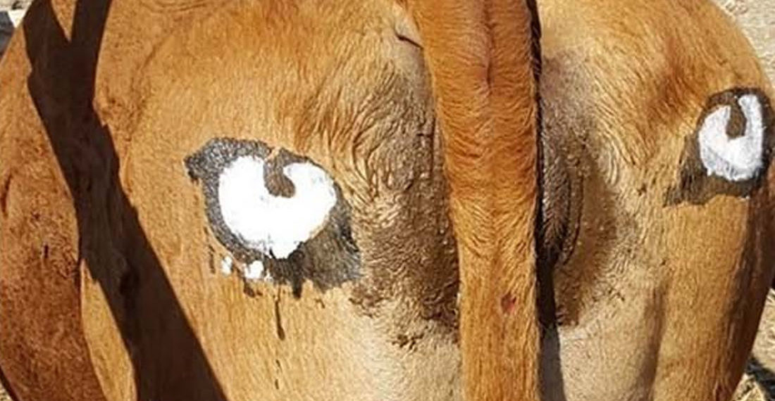 Just FYI: Painting Eyespots On Cow Butts Helps Deter Predation From Lions, Leopards