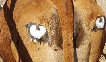 Just FYI: Painting Eyespots On Cow Butts Helps Deter Predation From Lions, Leopards