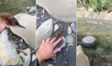 Move Over, Sonic!: Rehabilitated Duck Gets Set Free, Turns On The Afterburners