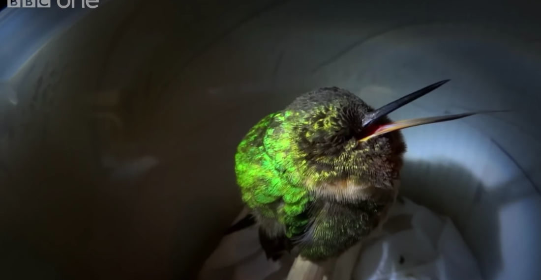 Video Captured Of A Hummingbird’s High-Pitched Snore