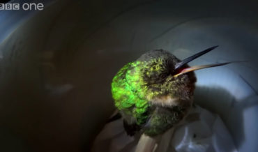 Video Captured Of A Hummingbird’s High-Pitched Snore