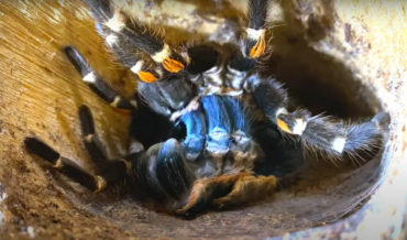 Like An Exorcism: Closeup Of A Mexican Flame Knee Tarantula Molting