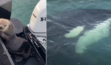 Otter Jumps On Boat To Avoid Killer Whale Seeking A Snack