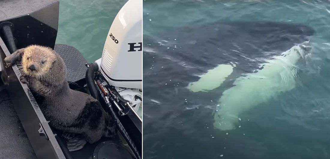Otter Jumps On Boat To Avoid Killer Whale Seeking A Snack