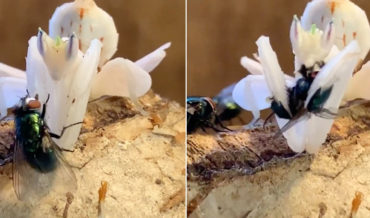 Whoa!: Close-Up Footage Of Orchid Mantis Feeding