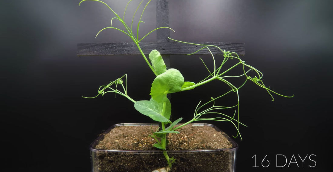 Timelapse Of Pea Plant Growing In Transparent Box For 34 Days