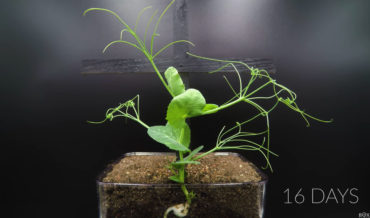 Timelapse Of Pea Plant Growing In Transparent Box For 34 Days