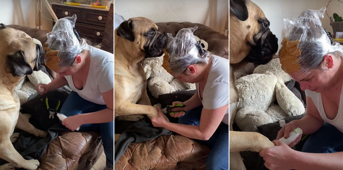 Problem Solving: Calming Anxious Dog While Cutting Its Nails By Covering Your Head In Peanut Butter Head